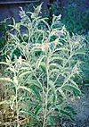 Solanum elaeagnifolium2.jpg