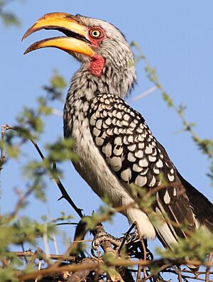 Southern Yellow-billed Hornbill, Tockus leucomelas at Mapungubwe National Park, Limpopo, South Africa (18115941578)