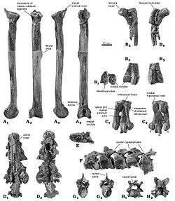 Spheniscus muizoni - fossils - Pisco Formation, Peru