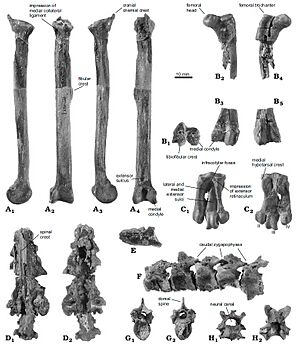 Spheniscus muizoni - fossils - Pisco Formation, Peru