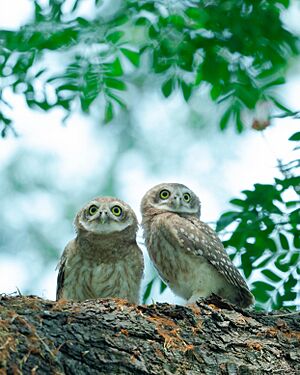 Spotted owlet by Saptarshi Gayen
