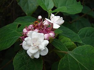 Starr 061212-2299 Clerodendrum chinense.jpg