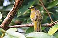 Stripe-throated bulbul, Pycnonotus finlaysoni