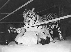 Stu Hart vs Bengal Tiger