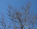 Sycamore tree branches in March