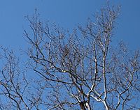 Sycamore tree branches in March