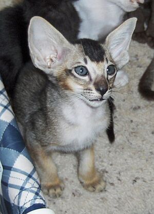 Ticked Oriental Shorthair