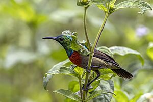Tiny sunbird (Cinnyris minullus) male Ankasa.jpg