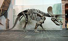 Triceratops Skeleton Senckenberg 2