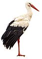 Weißstorch (Ciconia ciconia) white background