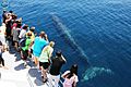 Whale watching - Auckland, New Zealand