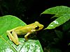 White-lipped Frog (Hylarana raniceps) (6748201045)