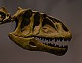 Yangchuanosaurus skull
