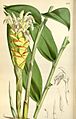 Zingiber parishii Curtis 99 6019