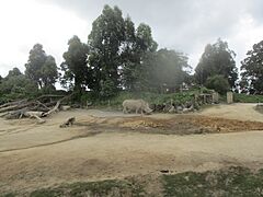 Zoološki vrt najvećeg novozelandskog grada Aucklanda