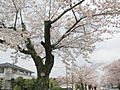 (福島県) 夜ノ森駅近く、夜の森公園。ソメイヨシノの桜並木が2.5kmも続く。まさに桜のトンネルですね。訪れたときには桜は満開。公園も華やかなムードでした。 - panoramio