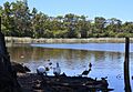 (1)Glenbrook Lagoon 033