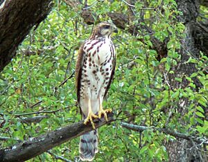 Accipiter tachiro, Kruger NP 1.jpg