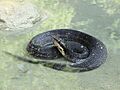 Agkistrodon piscivorus leucostoma