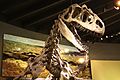 Allosaurus Skeleton, Alf Museum