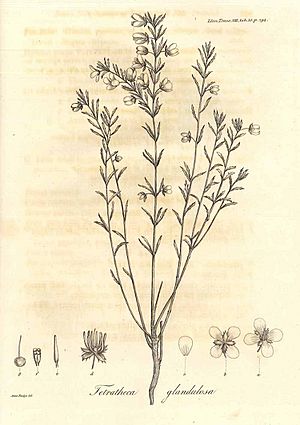Anne Rudge botany illustration