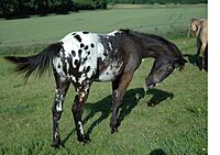 Appaloosa46-2.jpg