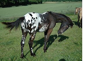 Appaloosa46-2