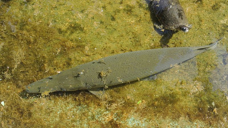 Atractosteus tristoechus 01