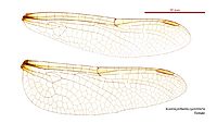 Austrosynthemis cyanitincta female wings (34895270512)