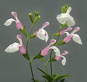 Autumn Sage 'Teresa' (Salvia greggii)