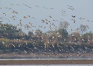Bar-headed Goose (Anser indicus), Imperial Eagle (Aquila heliaca), Northern Pintail (Anas acuta) & Great Cormorant (Phalacrocorax carbo) (32774244330)