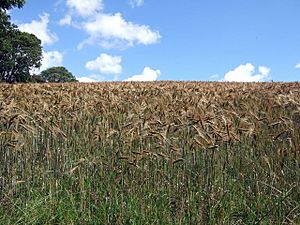 Barley field - geograph.org.uk - 498556