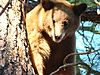 Bear on MtTaylor USFS