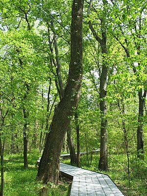 Big Oak Tree State Park Boardwalk