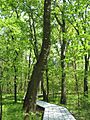 Big Oak Tree State Park Boardwalk