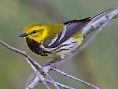 Black-throated Green Warbler by Dan Pancamo