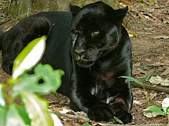 Black Jaguar (Panthera onca) (6766731069)