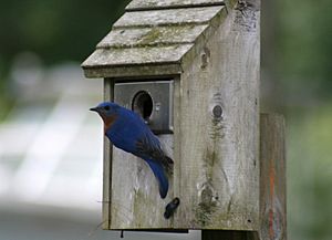 Bluebird house (480393025)