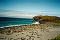 Bogoslof Island fur seal colony