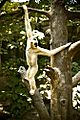 Brachiating Gibbon (Some rights reserved)