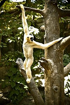 Arboreal Facts for Kids
