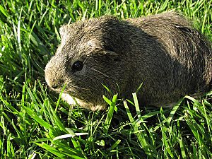 Cavy eating grass