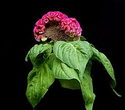 Celosia argentea cristata02 ies.jpg