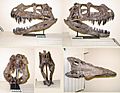 Ceratosaurus skull-multi view