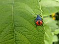 Chinche hedionda depredadora (Euthyrhynchus floridanus)