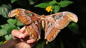 ComputerHotline - Lepidoptera sp. (by) (30)