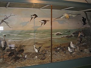 Connecticut Audubon Birdcraft Museum Shore Bird Diorama