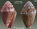 Conus dorreensis 2