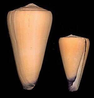 Conus virgo shell001.jpg