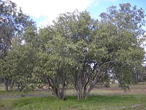 Cordia sinensis trees.jpg